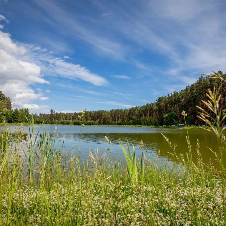 Банкетная площадка Forest Lake у озера Лебяжье, фото 1