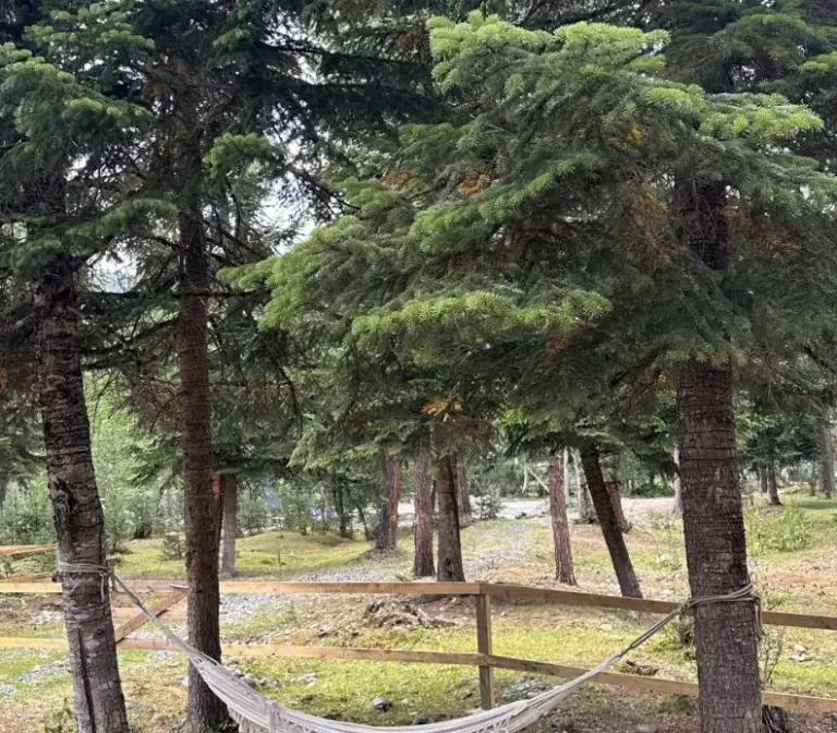 Комплекс «Шишка» на Софийской поляне в Архызе, фото 4